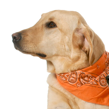 PETZY Hip Hop Cotton Paisley Bandanas
