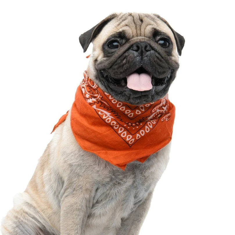 PETZY Hip Hop Cotton Paisley Bandanas